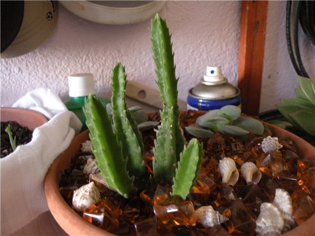 kaktus